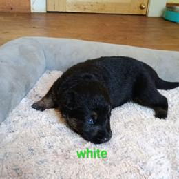 White - Black and tan male German Shepherd puppy in Dawsonville, Georgia from Vom Aussenseiter