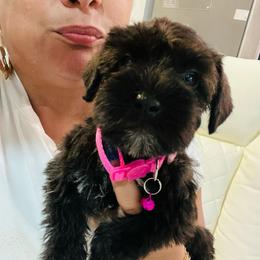 Daisy - Black female Miniature Schnauzer puppy in Lehigh Acres, Florida from Regency Schnauzer