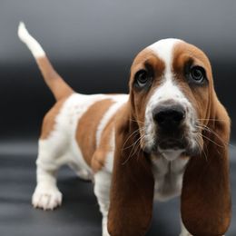 Basset Hound Puppies from Howlin Hounds