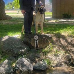 Page - Mastiff