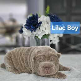 Lilac Boy 1 - Lilac dilute male Chinese Shar-Pei puppy in Blossvale, New York from CNY Shar Peis