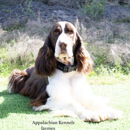 Jaymes - English Springer Spaniel