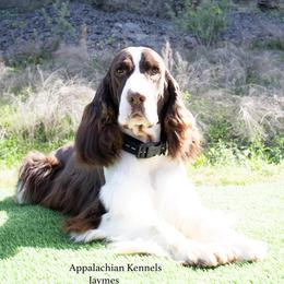 Jaymes - English Springer Spaniel