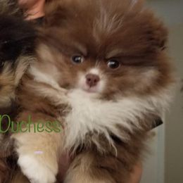 Pomeranians from PS pomeranians