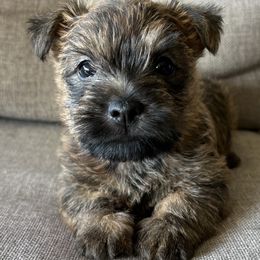 Mr. Red - Red brindle male Cairn Terrier puppy in Pottersville, Missouri from Cairn Terriers of Heatherridge,LLC