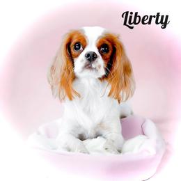 Liberty - Cavalier King Charles Spaniel