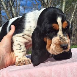 Fancy - Black brown and white female Basset Hound puppy in Mack's Creek, Missouri from Mack's Creek Basset Hounds
