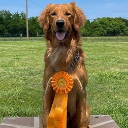 Crue - Golden Retriever