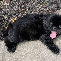 Starsky - Black male Shih Tzu puppy in Metropolis, Illinois from Super City Kennels
