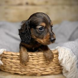 Blue - Red male Dachshund puppy in North Port, Florida from Jessica Louise Dachshunds