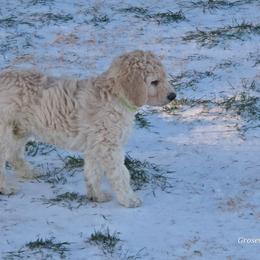 Tucker - Cream male Goldendoodle puppy in Mullin, Texas from Grosenbacher Goldendoodles