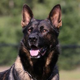 Max - German Shepherd