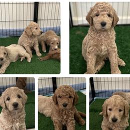 Goldendoodles from Harper Girl Doodles