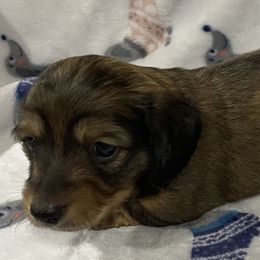 Dachshunds from Hughes' Doxies