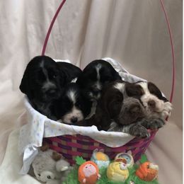English Springer Spaniel Puppies from Kaveman Springer Spaniels