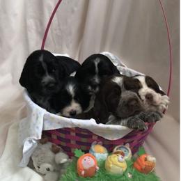 English Springer Spaniel Puppies from Kaveman Springer Spaniels