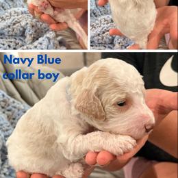 Poodle Puppies from Cassie Enlow