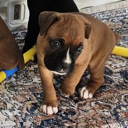 Animal - Fawn male Boxer puppy in Aurora, Colorado from Miles High Boxers