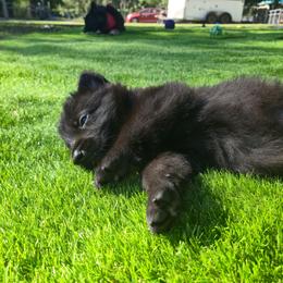 Purple Girl - Black female Shiloh Shepherd puppy in Dover, Florida from Heritage Shilohs