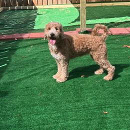 Summer - Goldendoodle