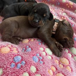 Doberman Pinscher Puppies from Haus of Hound