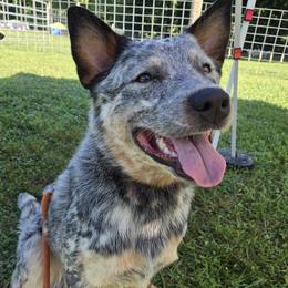 Yoshi (Han Solo) - Blue mottled male Australian Cattle Dog puppy in Fairmont, West Virginia from Jedda ACDs