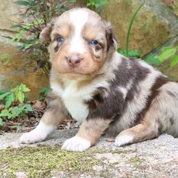 June-Bug - Red merle male Australian Shepherd puppy in Macon, Georgia from Shaina’s Shepherds