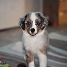 Frost - Blue merle male Toy Australian Shepherd puppy in Georgetown, Texas from Minikin Manor