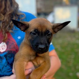 Arrow - Fawn sable male Belgian Malinois puppy in Linwood, Michigan from Gillis Malinois LLC