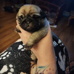 Fawn girl puppy 2 - Fawn female Pug puppy in Tacoma, Washington from Precious Princess Pugs