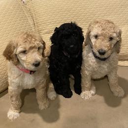 Double Doodle puppies from Dream Doodles HTX
