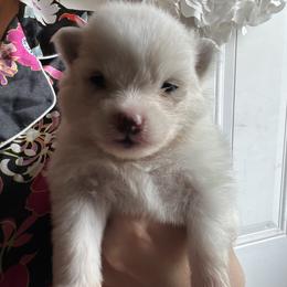 Pumpkin - White female Pomeranian puppy in St. Louis, Missouri from Saint Louis Pomeranian babies