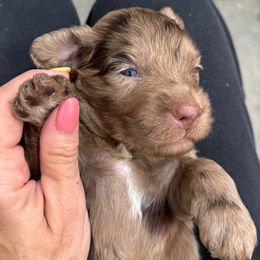 Armani - Chocolate merle male Bernedoodle puppy in Macon County, North Carolina from Mountain Doodles