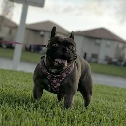 French Bulldogs from Haus of Pawz