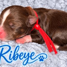 Ribeye - Tri-color male Bernedoodle puppy in Charleston, South Carolina from Palm Belle Doodles