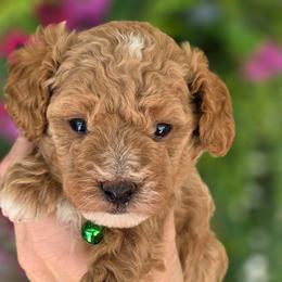 Irish Green Boy - Apricot male Goldendoodle puppy in Vernon, Texas from Sugarland's Texas Goldendoodles