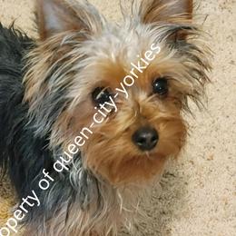Anna Leigh - Yorkshire Terrier
