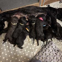 Marzen - Black and white male Portuguese Water Dog puppy in Lake George, Colorado from Ascent Kennels - Central Asian Shepherds & Portuguese Water Dogs