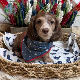 Golden Tempo (Goldie) - Brindle female Dachshund puppy in Fayetteville, West Virginia from Loop Creek Dachshunds