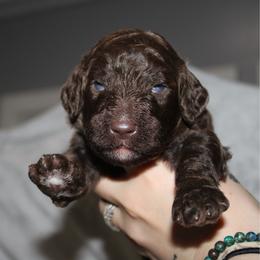 Riptide - Chocolate male Goldendoodle puppy in Howard City, Michigan from Doodles and Chaos