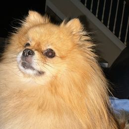 Covie - Pomeranian