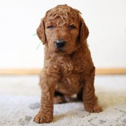 Pugsley - Green collar - Red  male Goldendoodle puppy in Puyallup, Washington from Dawnie’s Doodles