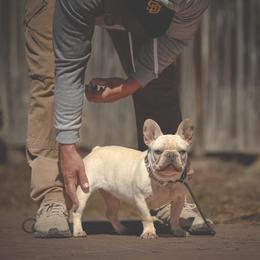 Kitty - Cream female French Bulldog puppy in San Antonio, Texas from Silkhaus+Frenchies LLC