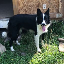 Maia - Border Collie
