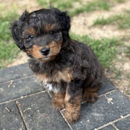 Aussiedoodle puppies from Whiskey River Doodles