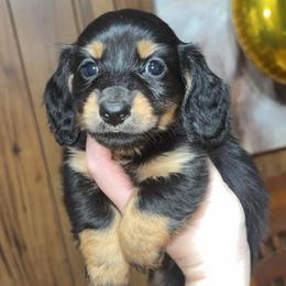 Dutton (PET ONLY) - Black and tan male Dachshund puppy in Goldthwaite, Texas from Mini Mama Dachshunds