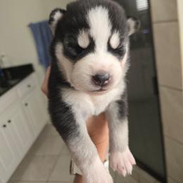 Male 1 GREEN - Black and white male Siberian Husky puppy in Canton, Georgia from Mayhemhuskies