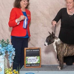 Boston Terriers and Miniature Bull Terriers from Paniola Farms