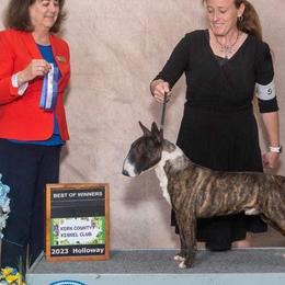 Boston Terriers and Miniature Bull Terriers from Paniola Farms