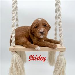 Shirley - Red  female Goldendoodle puppy in Wooster, Ohio from Cynology Doodles